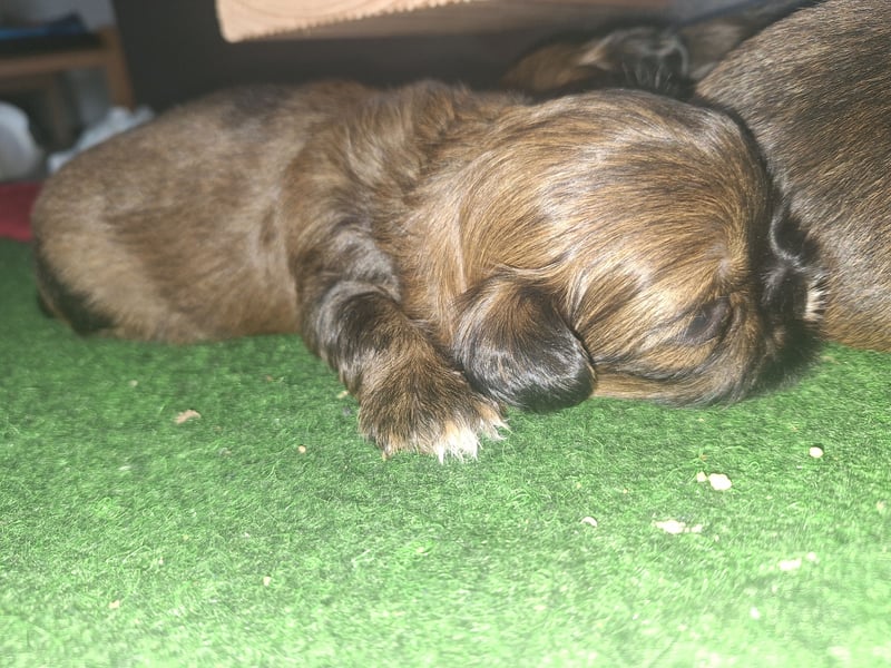 Shih Tzu Welpen
