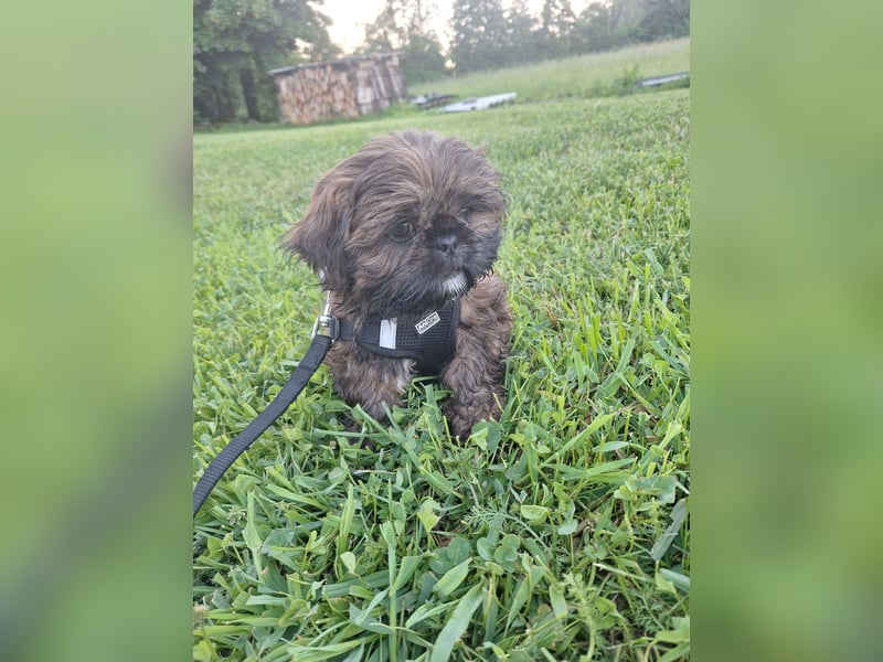 Shih Tzu Welpen