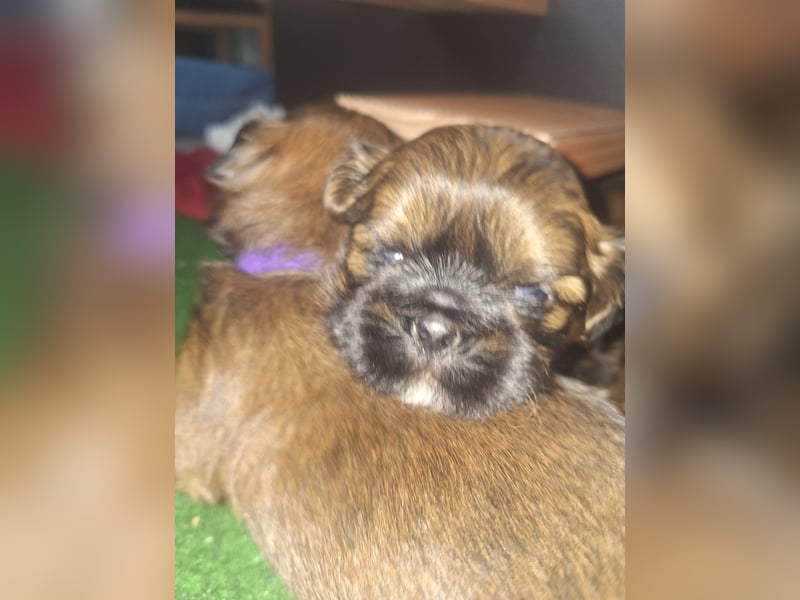 Shih Tzu Welpen