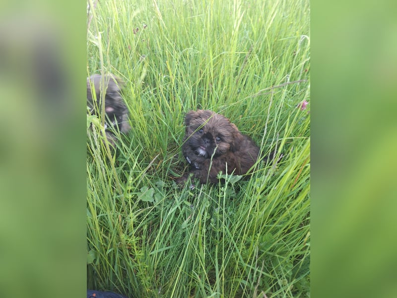 Shih Tzu Welpen