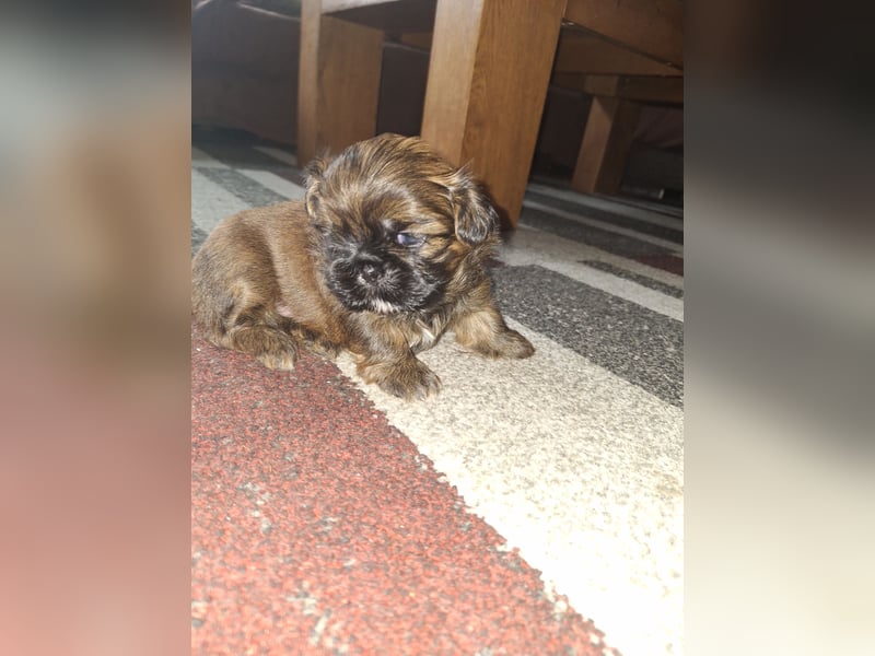 Shih Tzu Welpen
