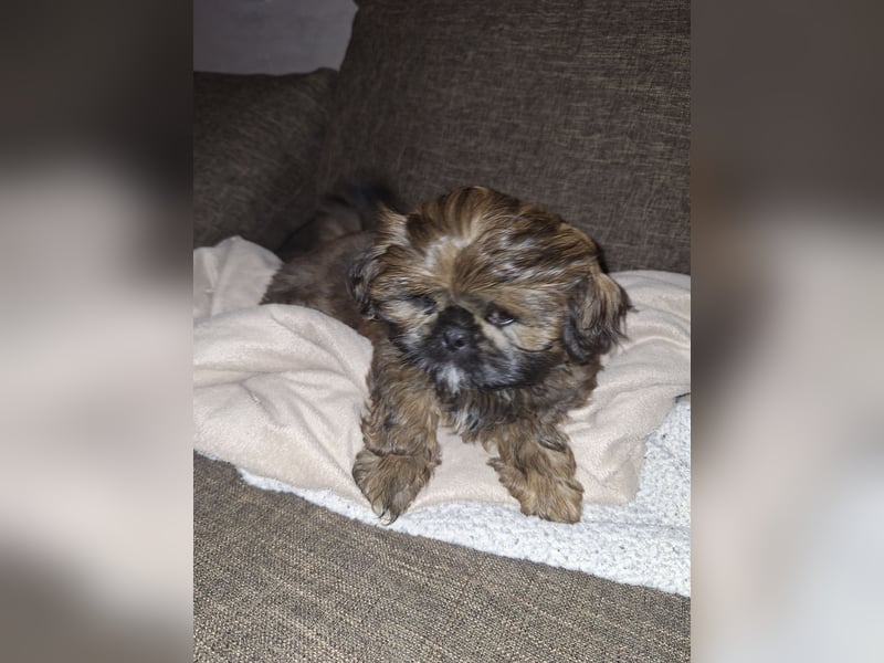 Shih Tzu Welpen