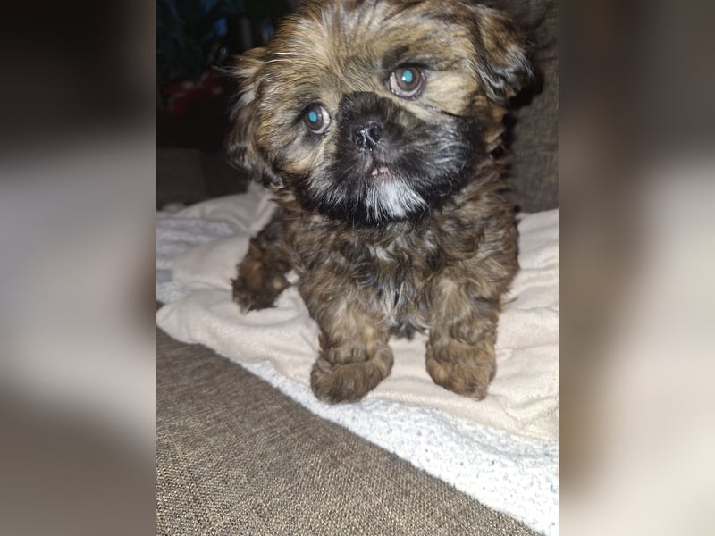 Shih Tzu Welpen
