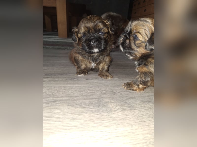 Shih Tzu Welpen
