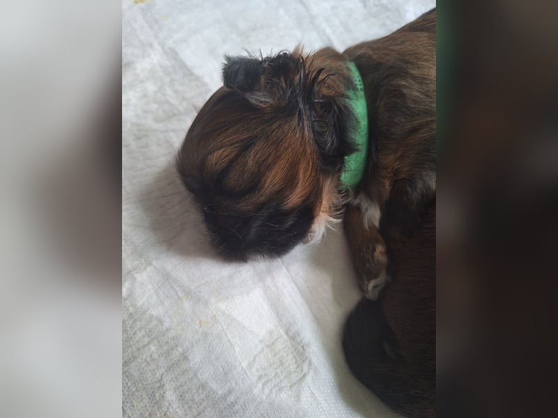 Shih Tzu Welpen