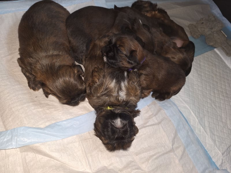 Shih Tzu Welpen