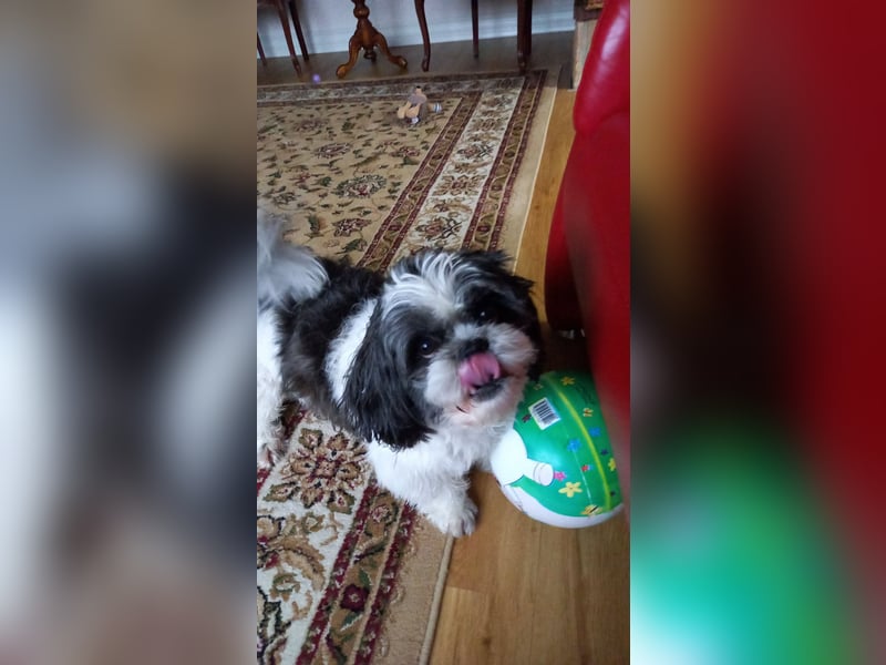 Deckrüde Shi Tzu