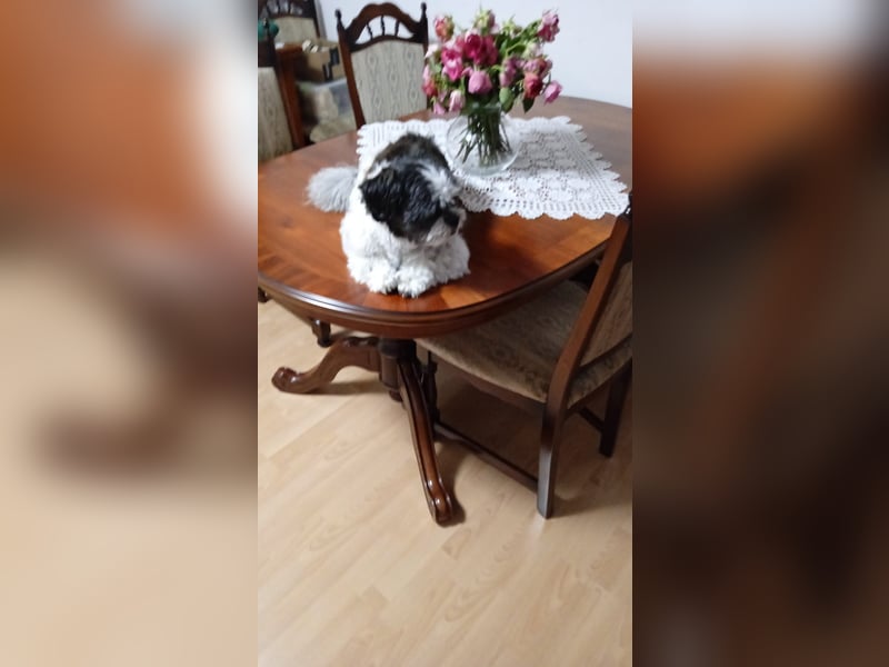 Deckrüde Shi Tzu