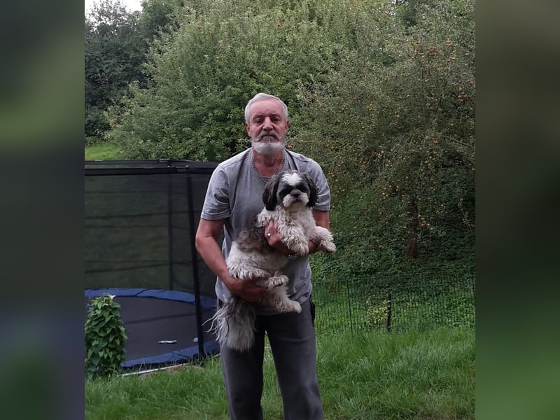 Deckrüde Shi Tzu