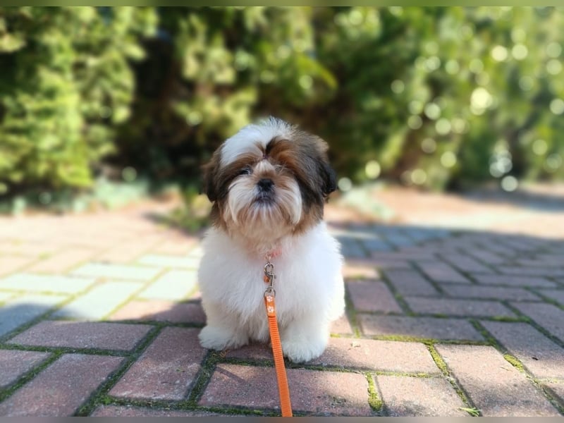 Shih Tzu Welpen FCI