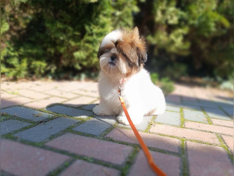 Shih Tzu Welpen FCI