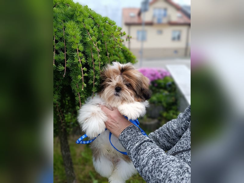 Shih Tzu Welpen FCI
