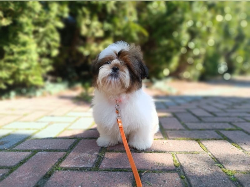 Shih Tzu Welpen FCI