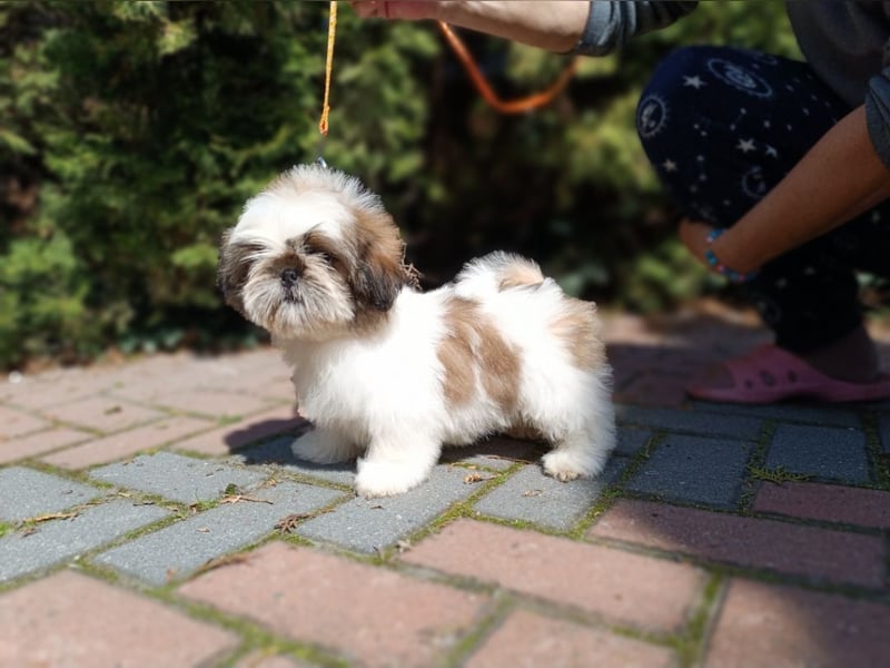 Shih Tzu Welpen FCI