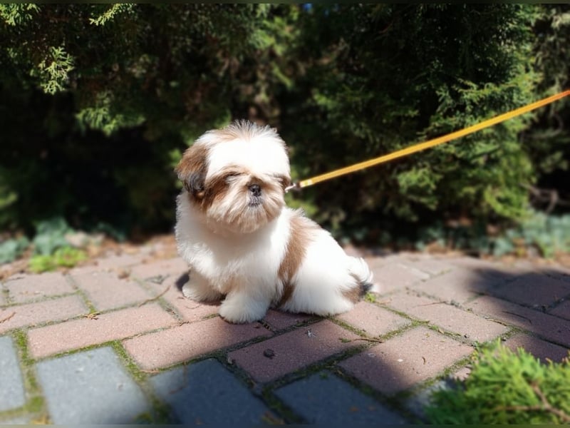 Shih Tzu Welpen FCI