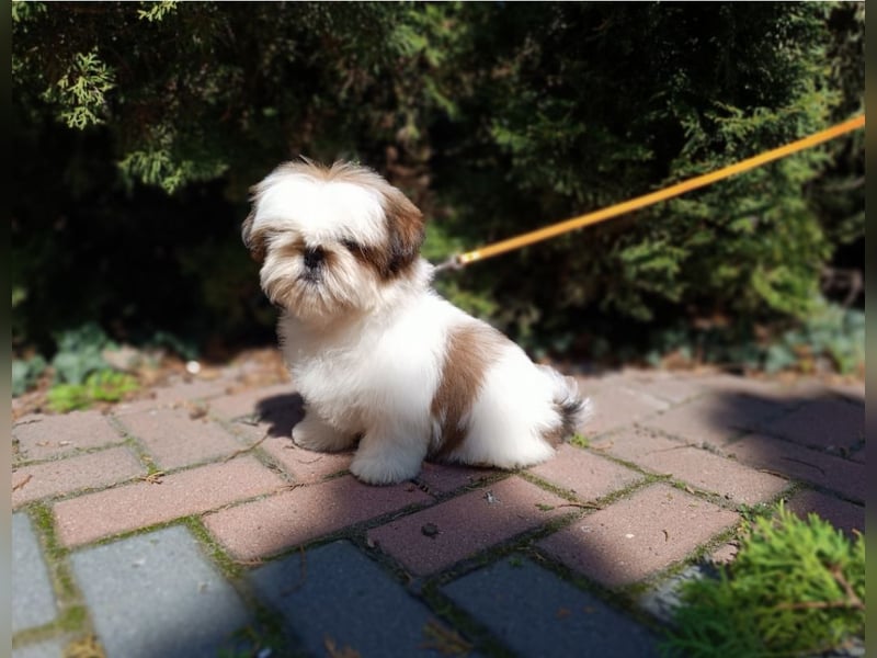 Shih Tzu Welpen FCI