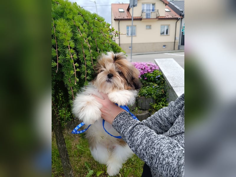 Shih Tzu Welpen FCI