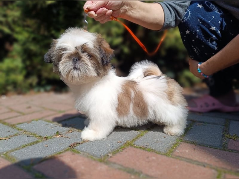 Shih Tzu Welpen FCI