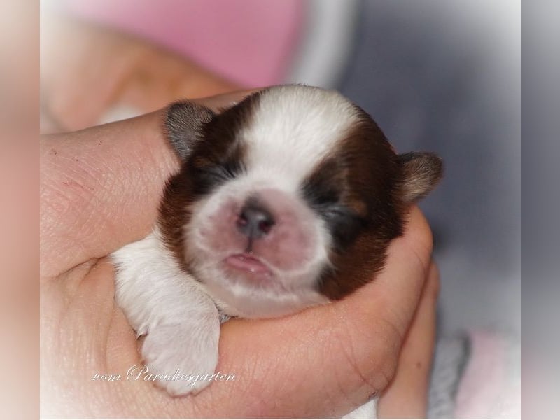 Shih Tzu Welpen
