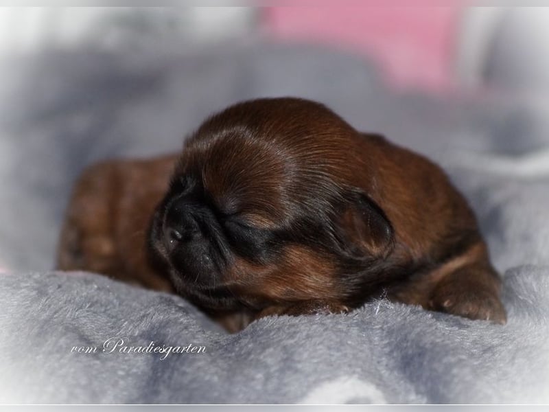 Shih Tzu Welpen