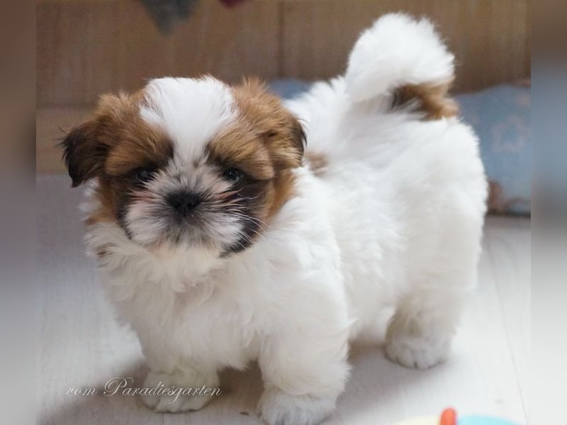 Shih Tzu Welpen