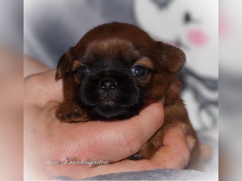 Shih Tzu Welpen aus Vereinszucht