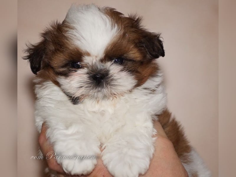 Shih Tzu Welpen