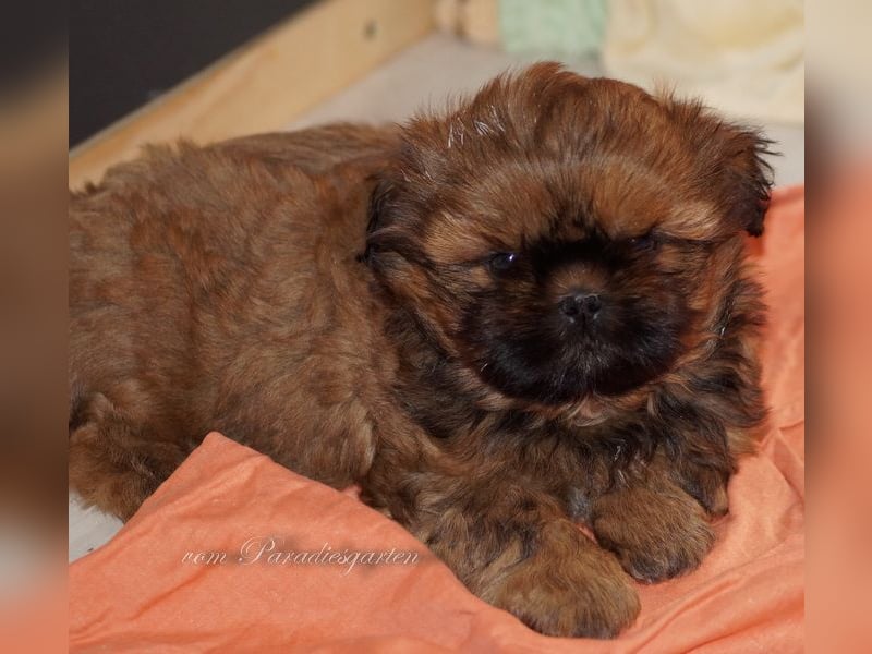 Shih Tzu Welpen