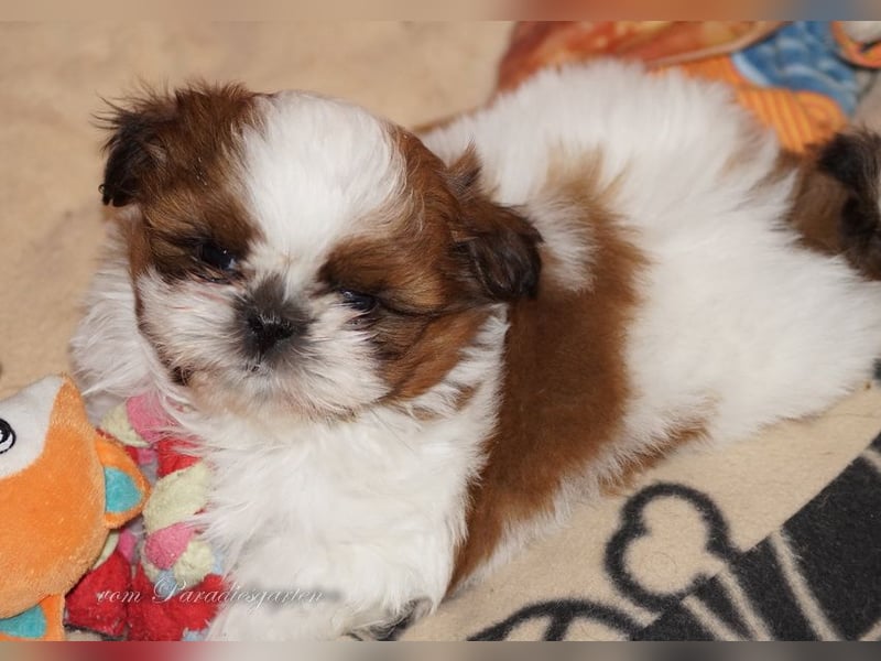 Shih Tzu Welpen