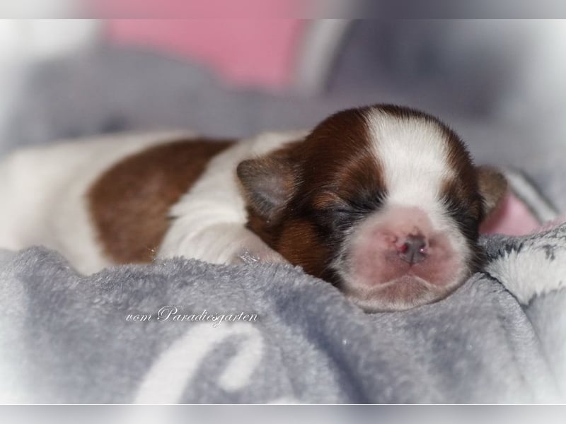 Shih Tzu Welpen