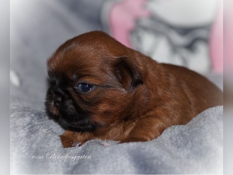 Shih Tzu Welpen aus Vereinszucht