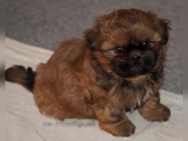 Shih Tzu Welpen