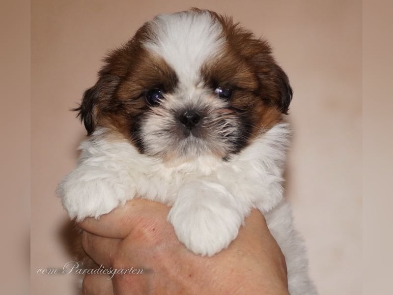 Shih Tzu Welpen