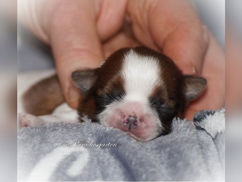 Shih Tzu Welpen