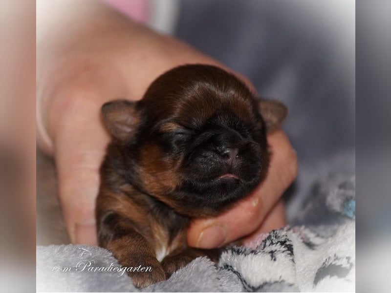 Shih Tzu Welpen