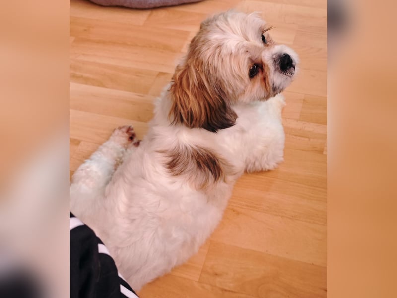 Lieber Shih Tzu Rüde sucht liebevolle Menschen