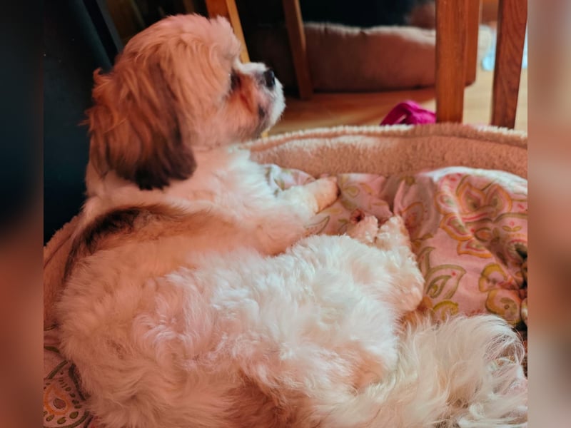 Lieber Shih Tzu Rüde sucht liebevolle Menschen