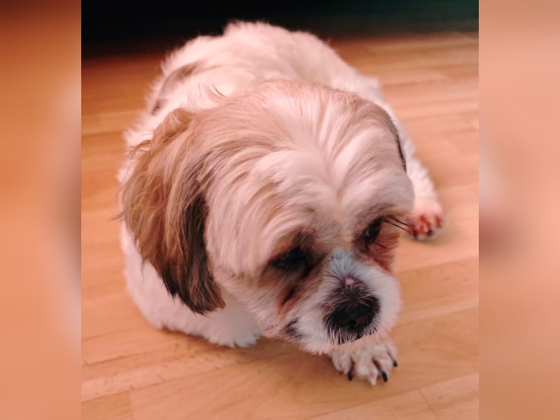 Lieber Shih Tzu Rüde sucht liebevolle Menschen