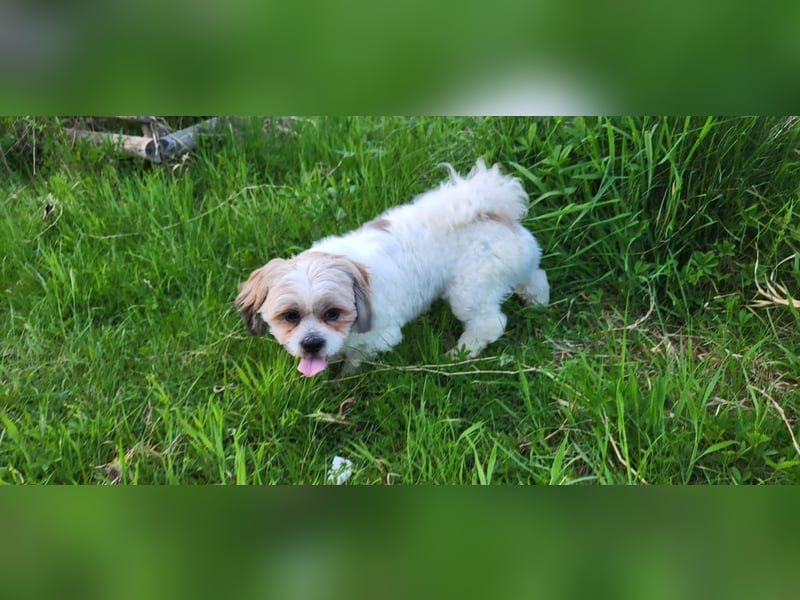Lieber Shih Tzu Rüde sucht liebevolle Menschen