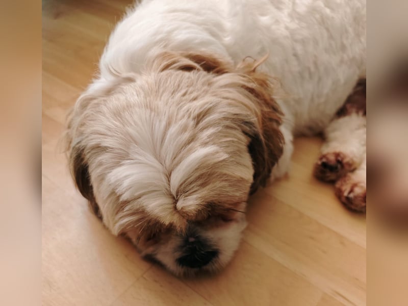 Lieber Shih Tzu Rüde sucht liebevolle Menschen