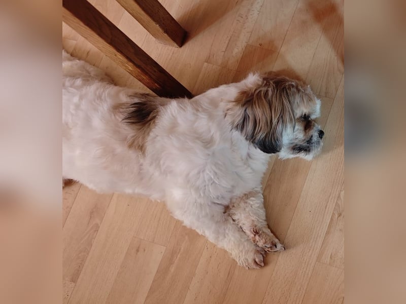 Lieber Shih Tzu Rüde sucht liebevolle Menschen