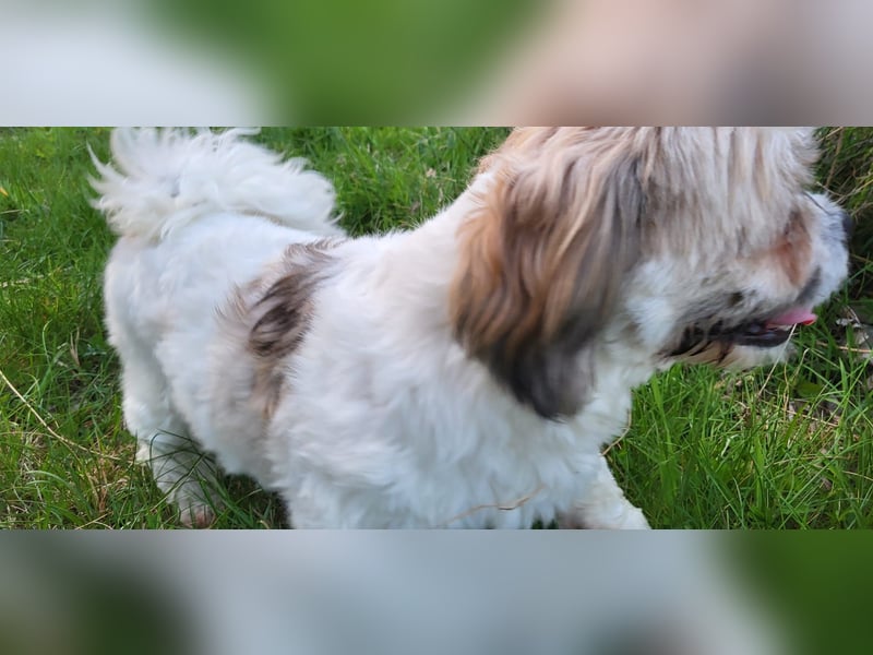 Lieber Shih Tzu Rüde sucht liebevolle Menschen