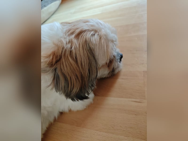 Lieber Shih Tzu Rüde sucht liebevolle Menschen