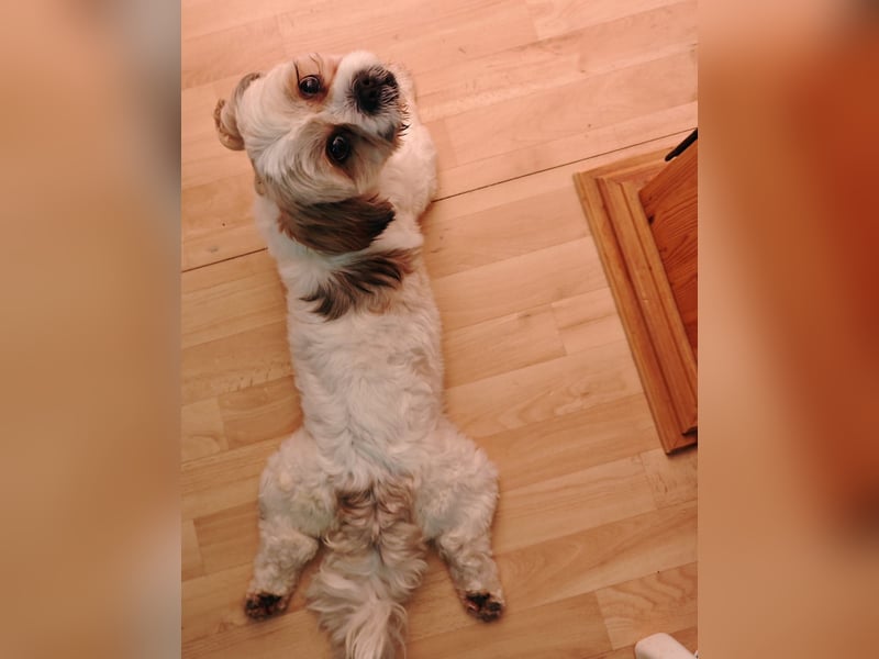 Lieber Shih Tzu Rüde sucht liebevolle Menschen