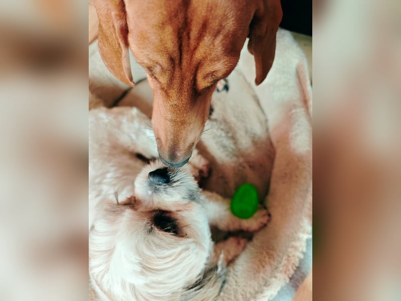 Lieber Shih Tzu Rüde sucht liebevolle Menschen