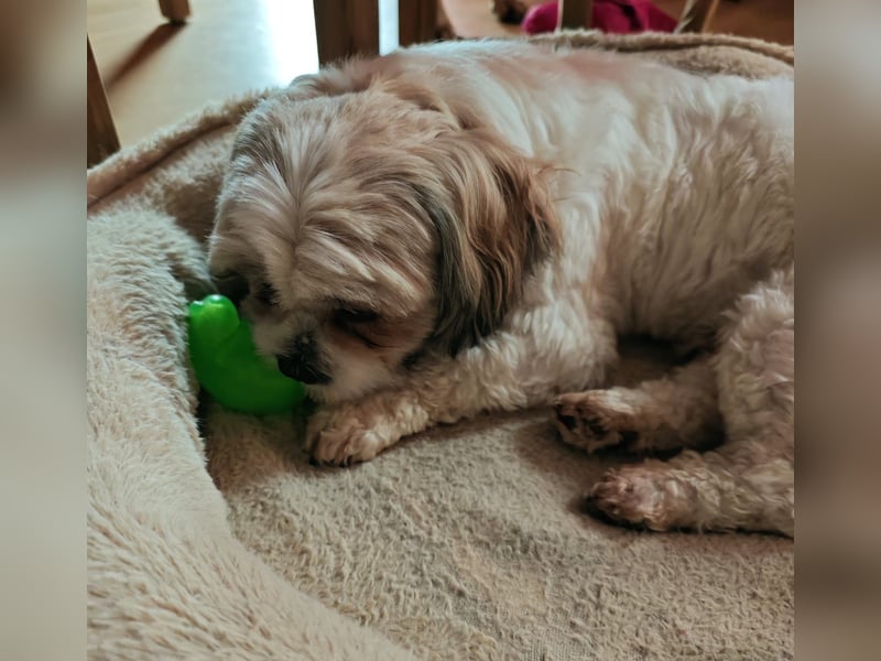 Lieber Shih Tzu Rüde sucht liebevolle Menschen