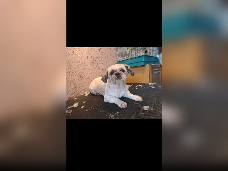 Deni sucht sein ruhiges Zuhause