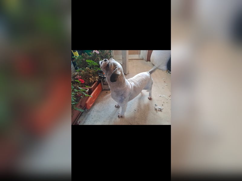 Deni sucht sein ruhiges Zuhause