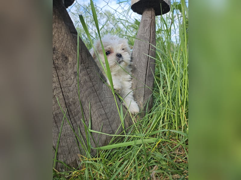 Shih Tzu Mix Welpen vom 18.03.25