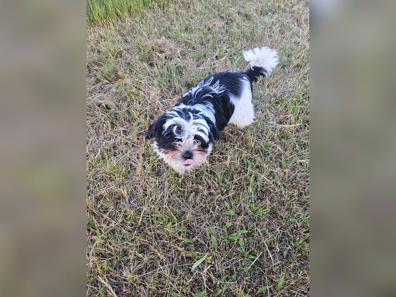 Shih Tzu Mix Welpen vom 18.03.25